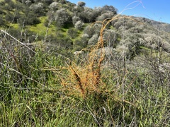 Cuscuta californica