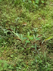 Alpinia caerulea