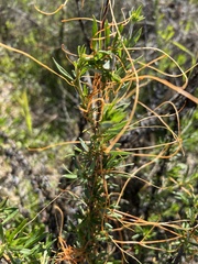 Cuscuta californica