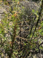Cuscuta californica