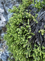 Veronica tetrasticha