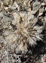 Dasyochloa pulchella