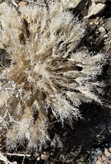 Dasyochloa pulchella