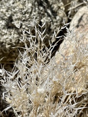 Dasyochloa pulchella