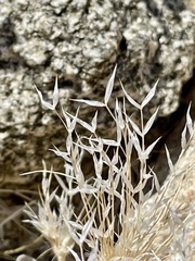 Dasyochloa pulchella