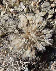 Dasyochloa pulchella