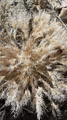 Dasyochloa pulchella