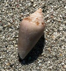 Conus anemone
