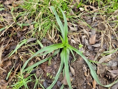 Tradescantia occidentalis
