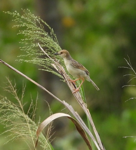 Coastal Cisticola (Cisticola haematocephalus), photo 5