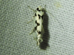 Lichenaula calligrapha