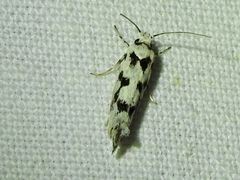 Lichenaula calligrapha