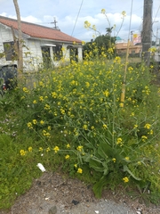 Brassica napus
