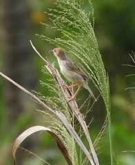 Cisticola haematocephalus