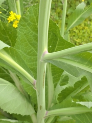 Brassica napus