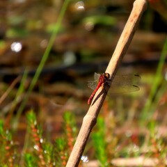 Diplacodes melanopsis