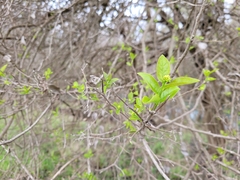 Ehretia anacua
