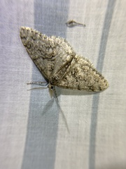 Phigalia strigataria