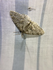 Phigalia strigataria