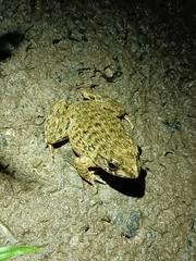 Glandirana rugosa