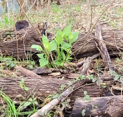 Verbesina virginica