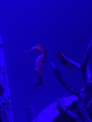 Hippocampus barbouri