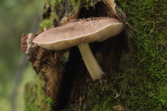 Pluteus salicinus