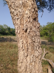 Chloroleucon tenuiflorum