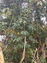 Stauntonia hexaphylla