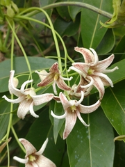 Stauntonia hexaphylla