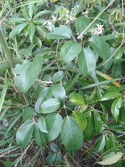 Stauntonia hexaphylla