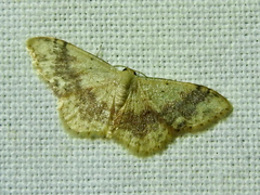 Idaea halmaea