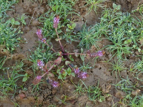 Giant Red Rotala (Rotala macrandra)