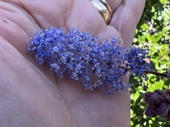 Ceanothus tomentosus