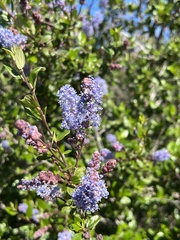 Ceanothus tomentosus