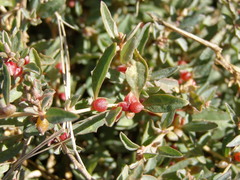 Atriplex semibaccata