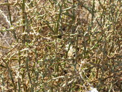 Sclerolaena muricata