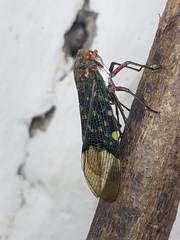 Fulgoridae