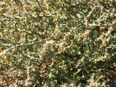 Sclerolaena muricata