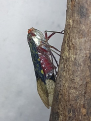 Fulgoridae