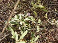 Solanum esuriale