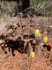 Cylindropuntia whipplei