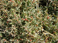 Atriplex semibaccata