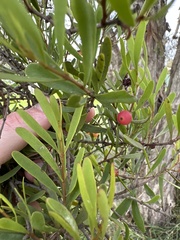Amyema gaudichaudii