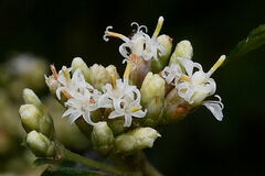 Calea ternifolia