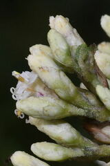 Calea ternifolia
