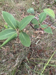 Lophostemon suaveolens