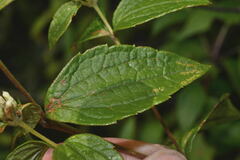 Calea ternifolia