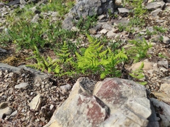 Gymnocarpium jessoense