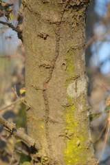 Pithecellobium dulce